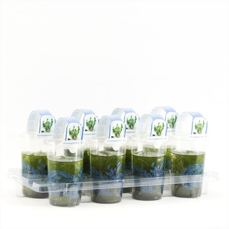 Cerotophyllum