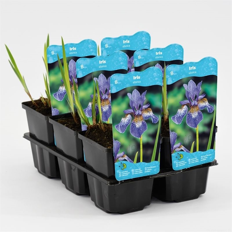 iris