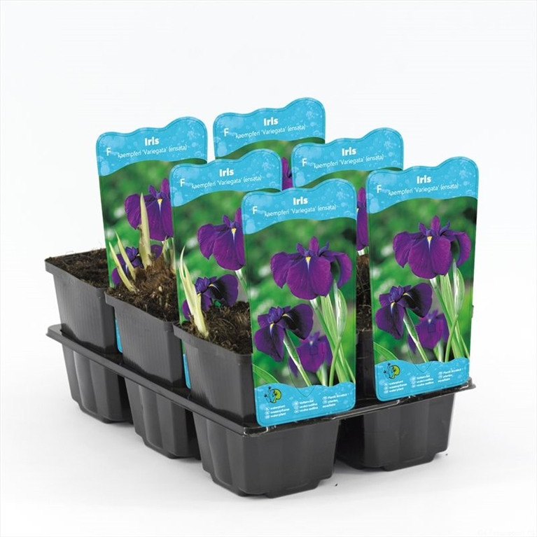 iris