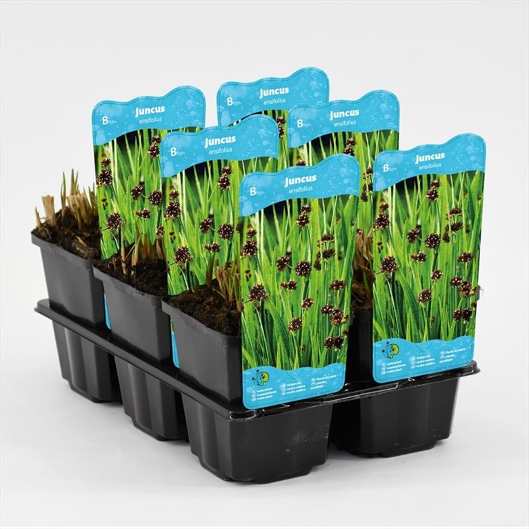 juncus