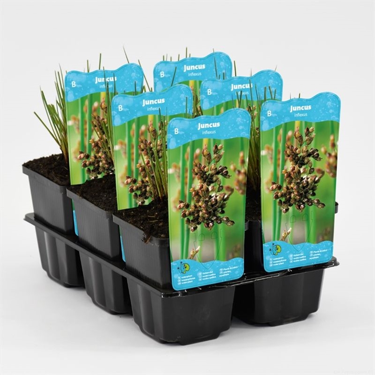 juncus