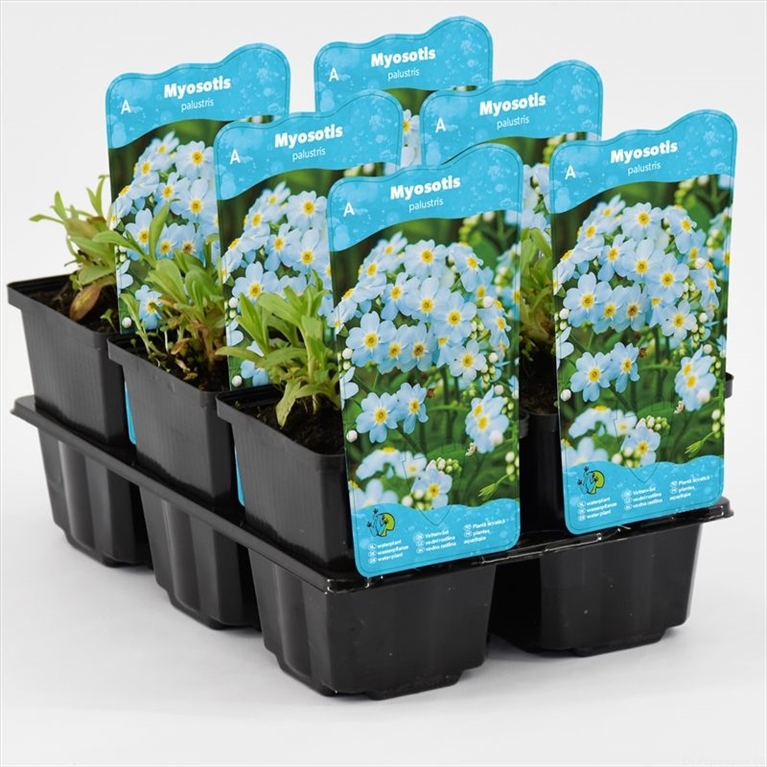 Myosotis