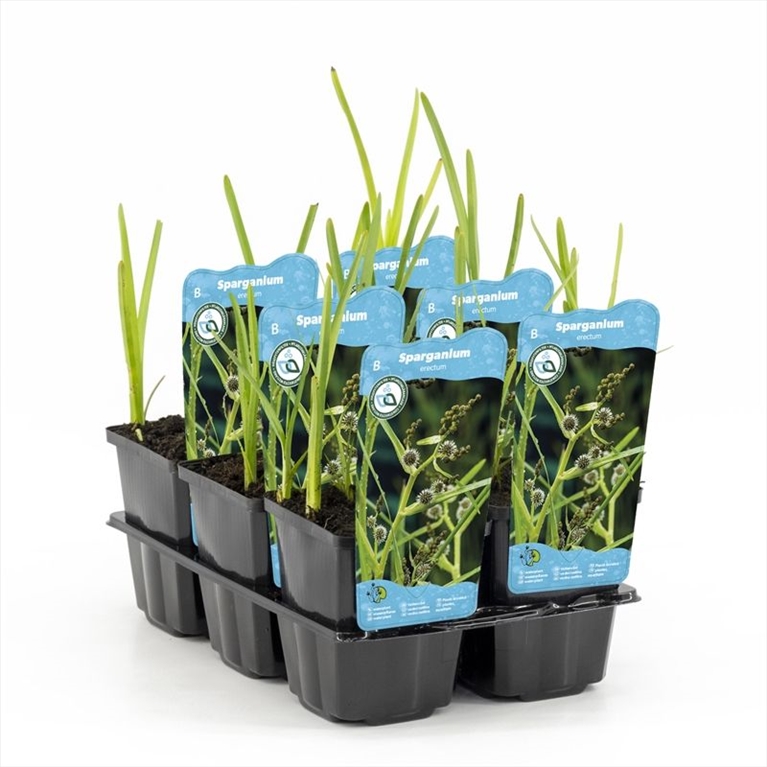 Sparganium