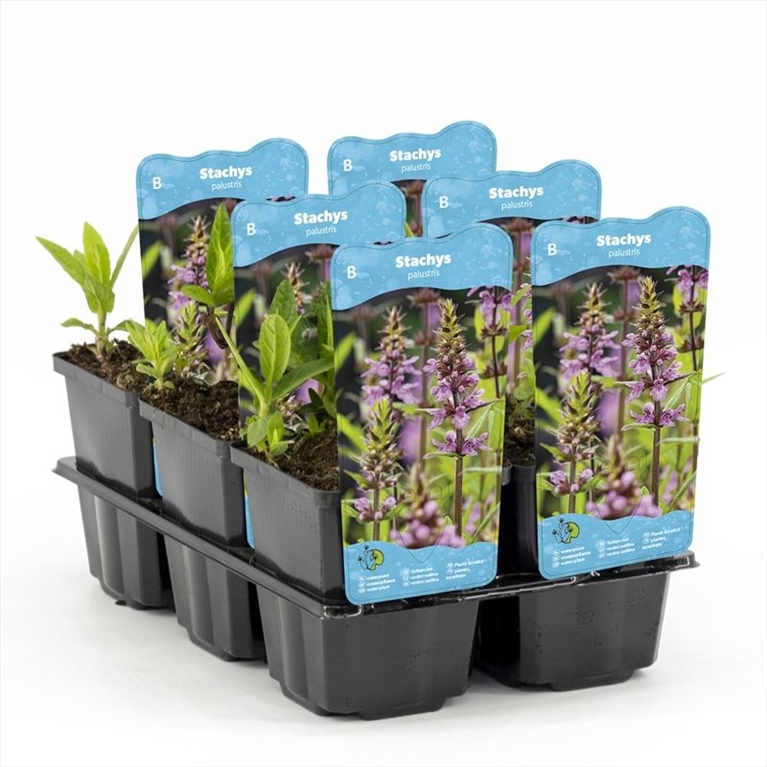 Stachys