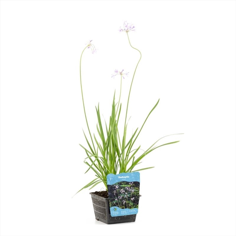 Tulbaghia