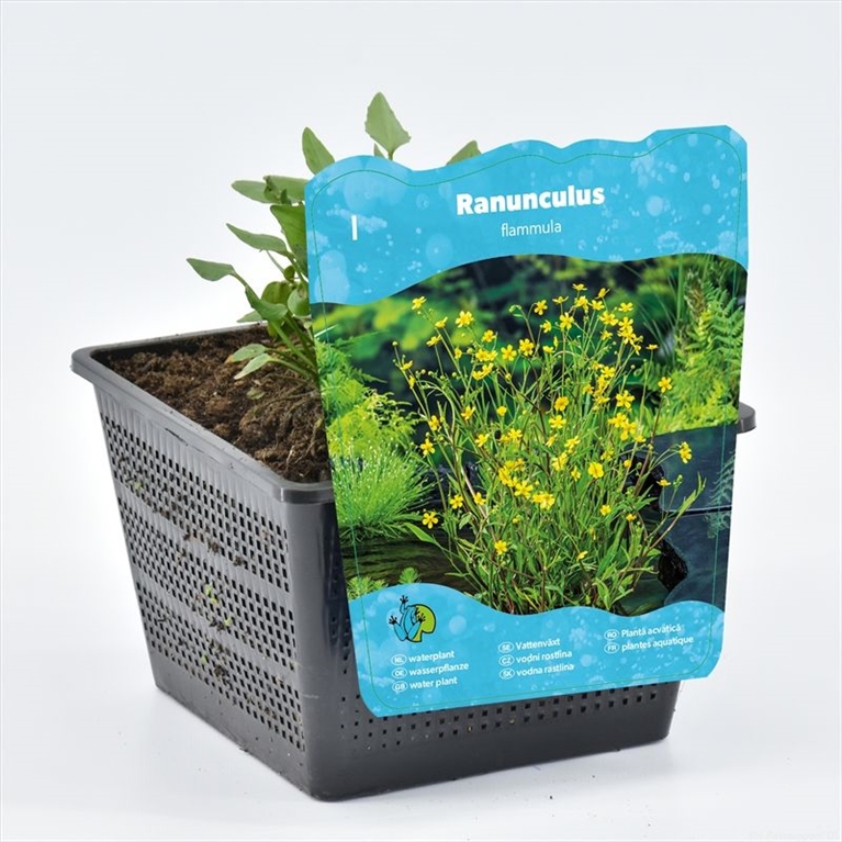 Ranunculus