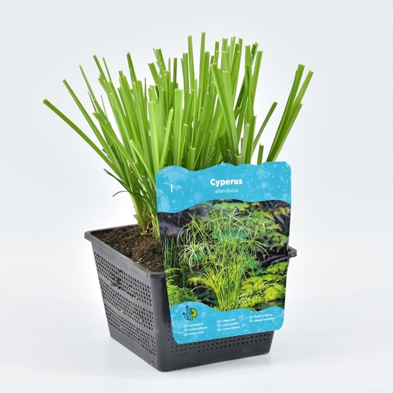 Cyperus