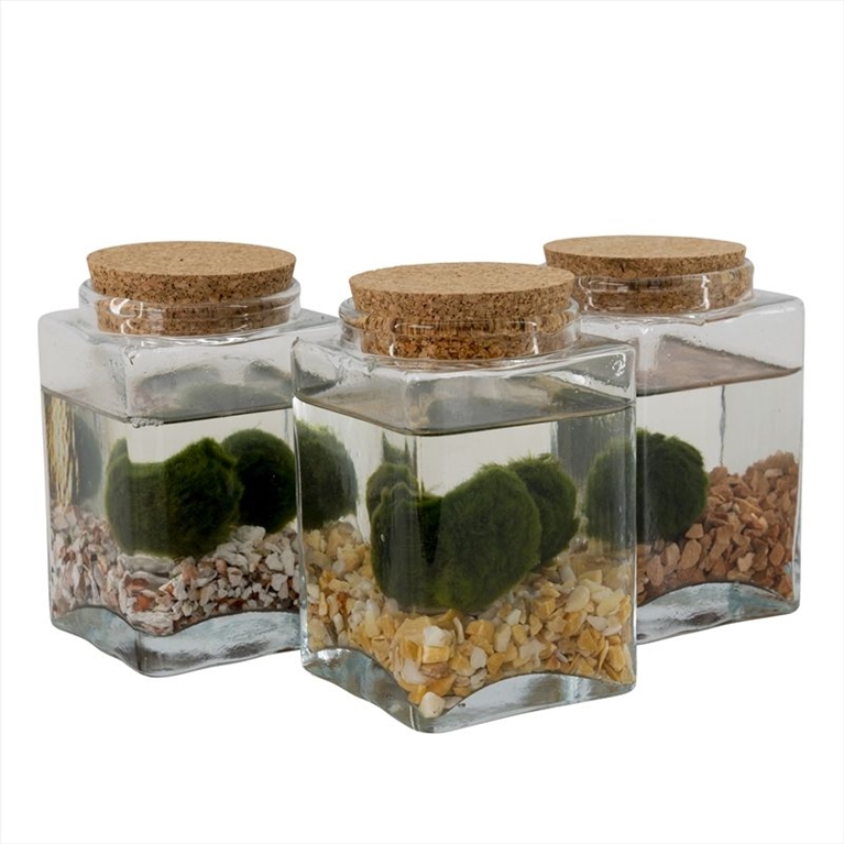 plantes aquatiques