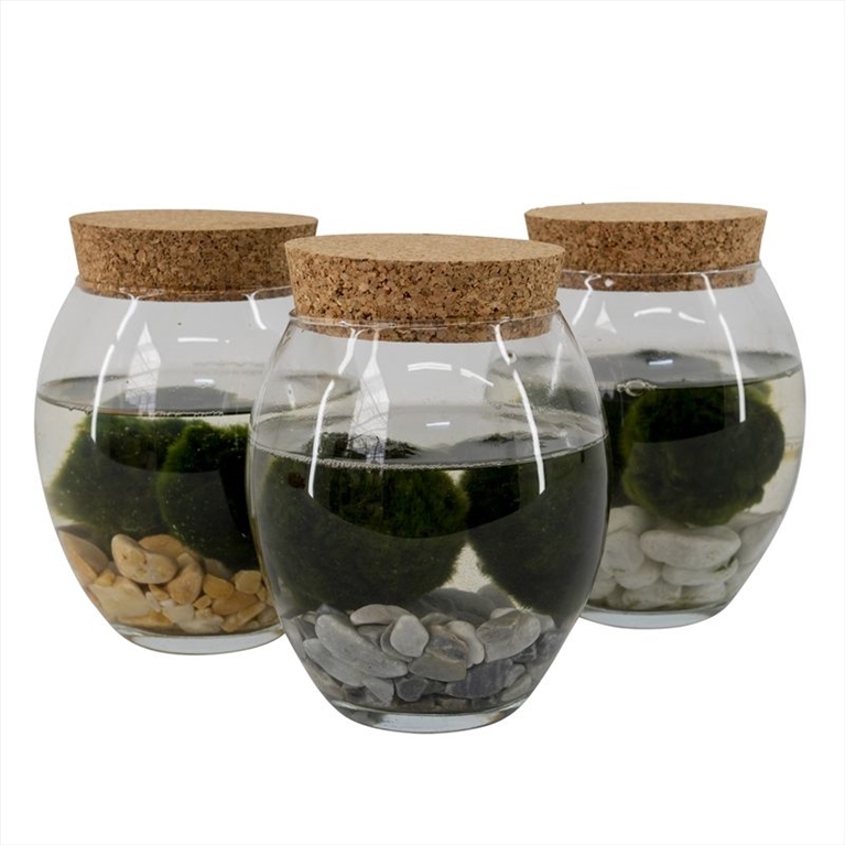 plantes aquatiques