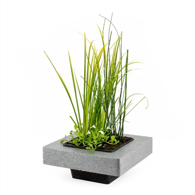 Mazus