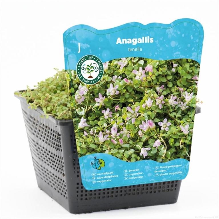 Anagallis