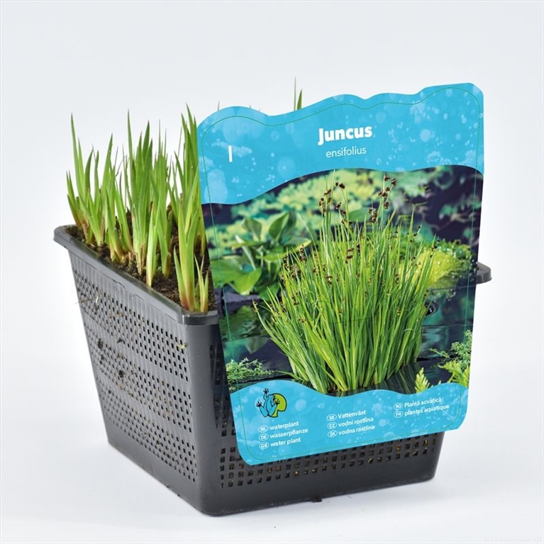 Juncus