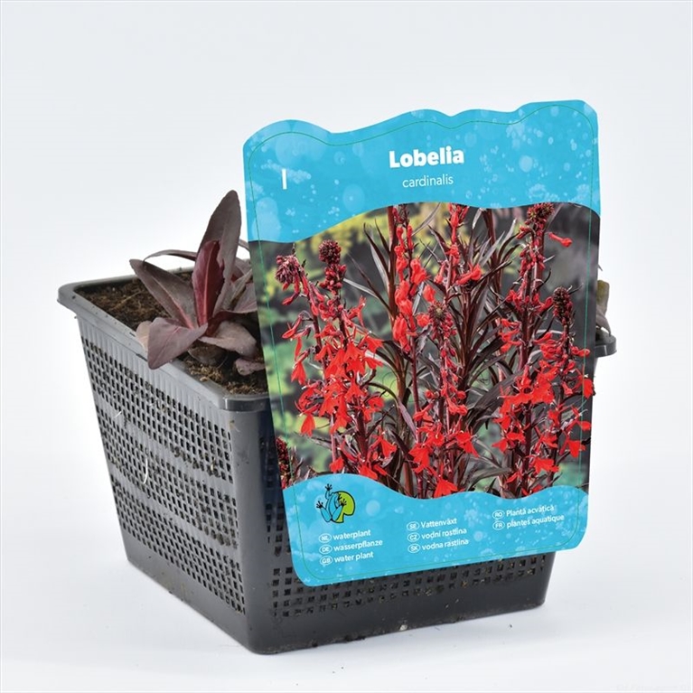Lobelia