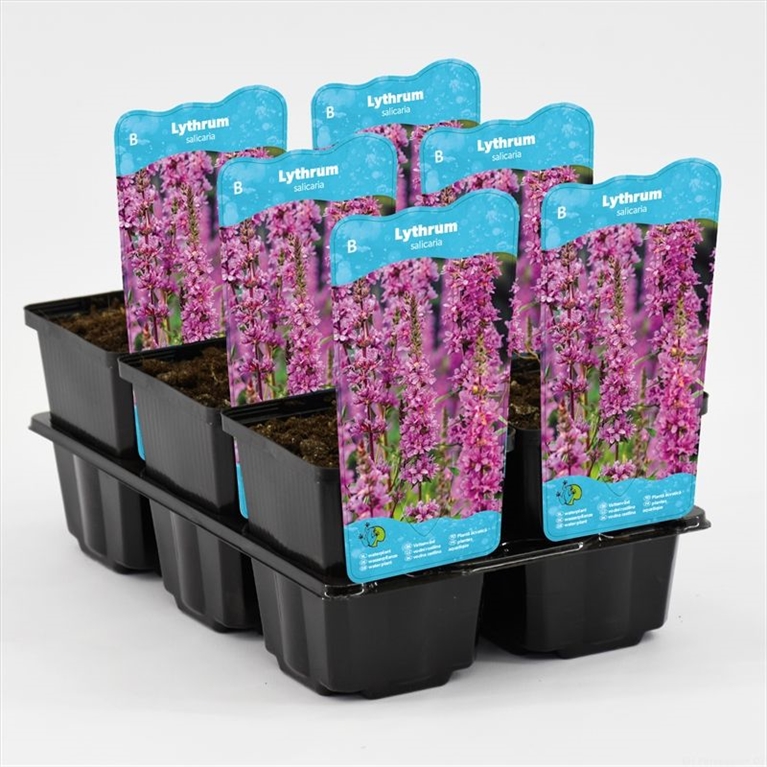 Lythrum