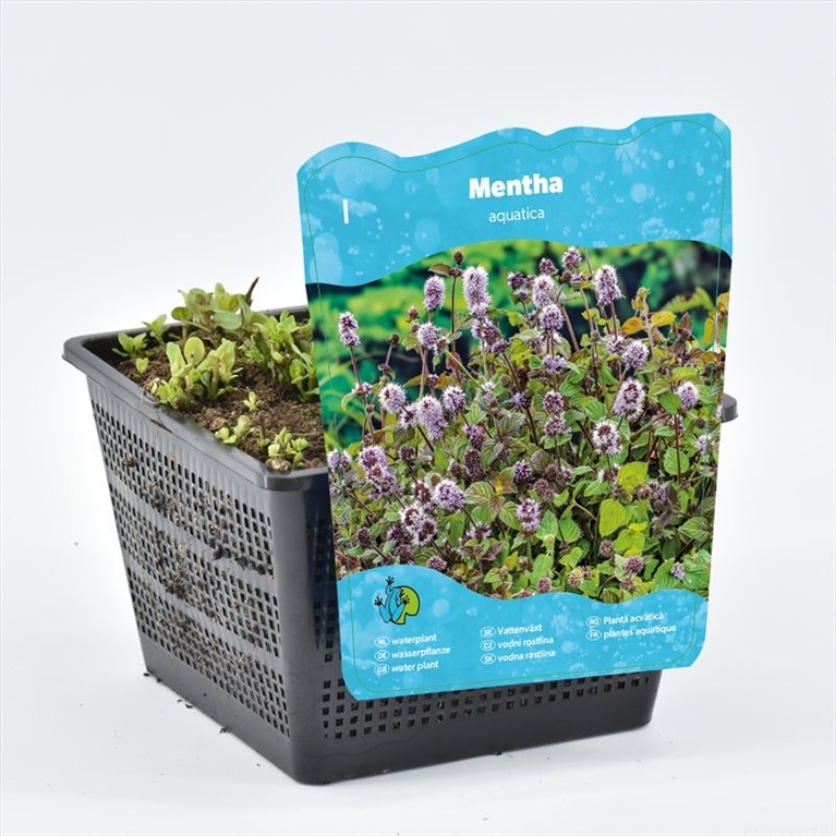 Mentha