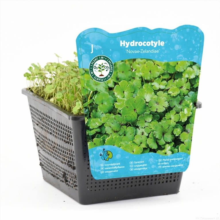 Hydrocotyle