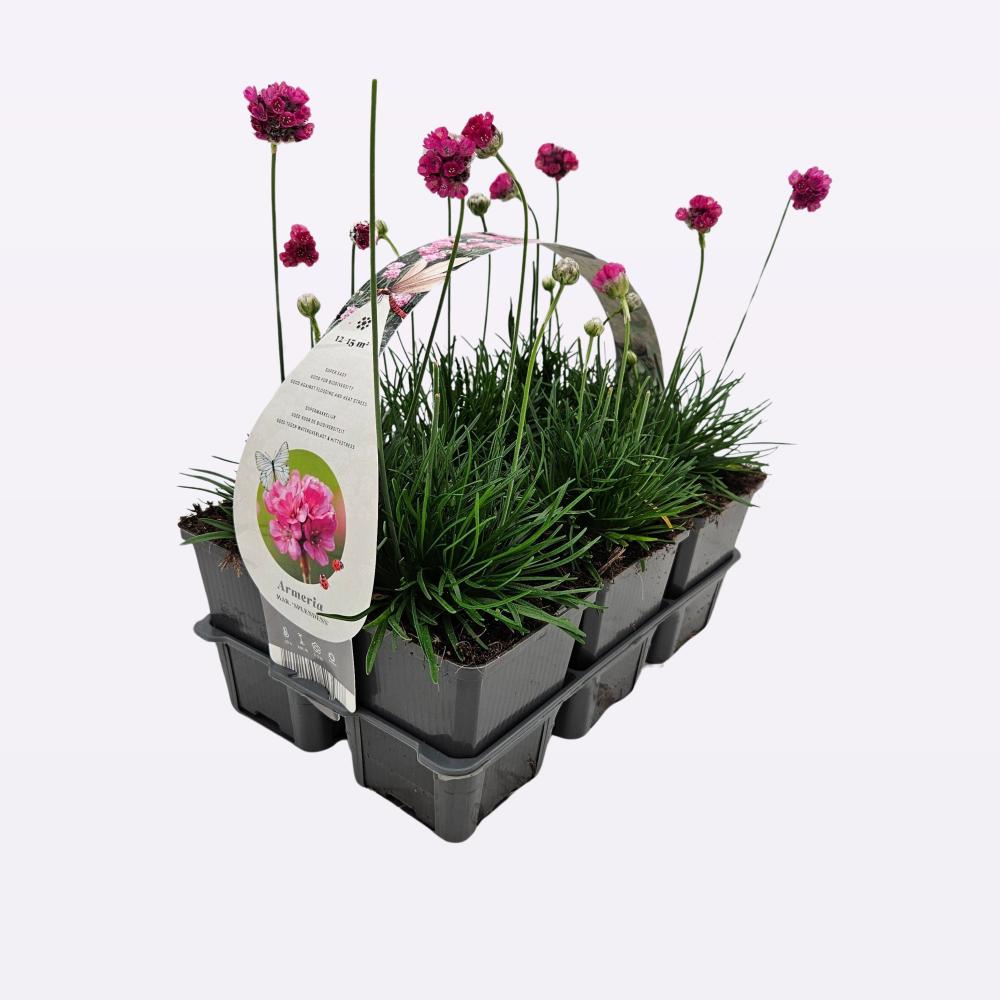 armeria