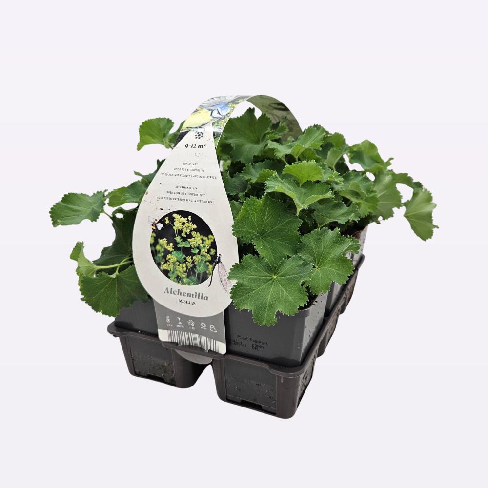 Alchemilla