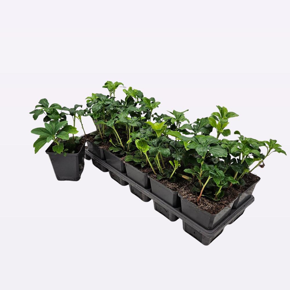 Pachysandra