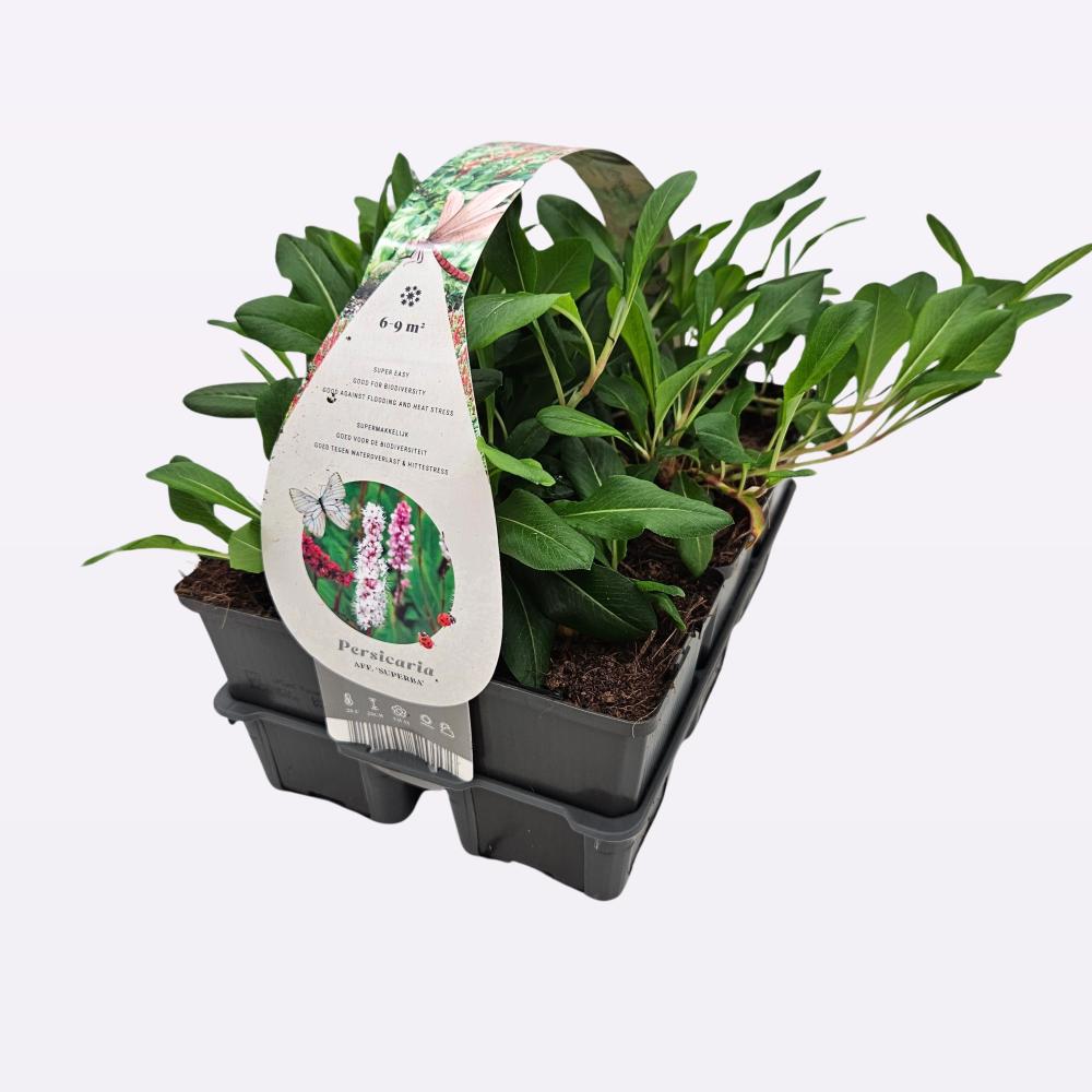 Persicaria