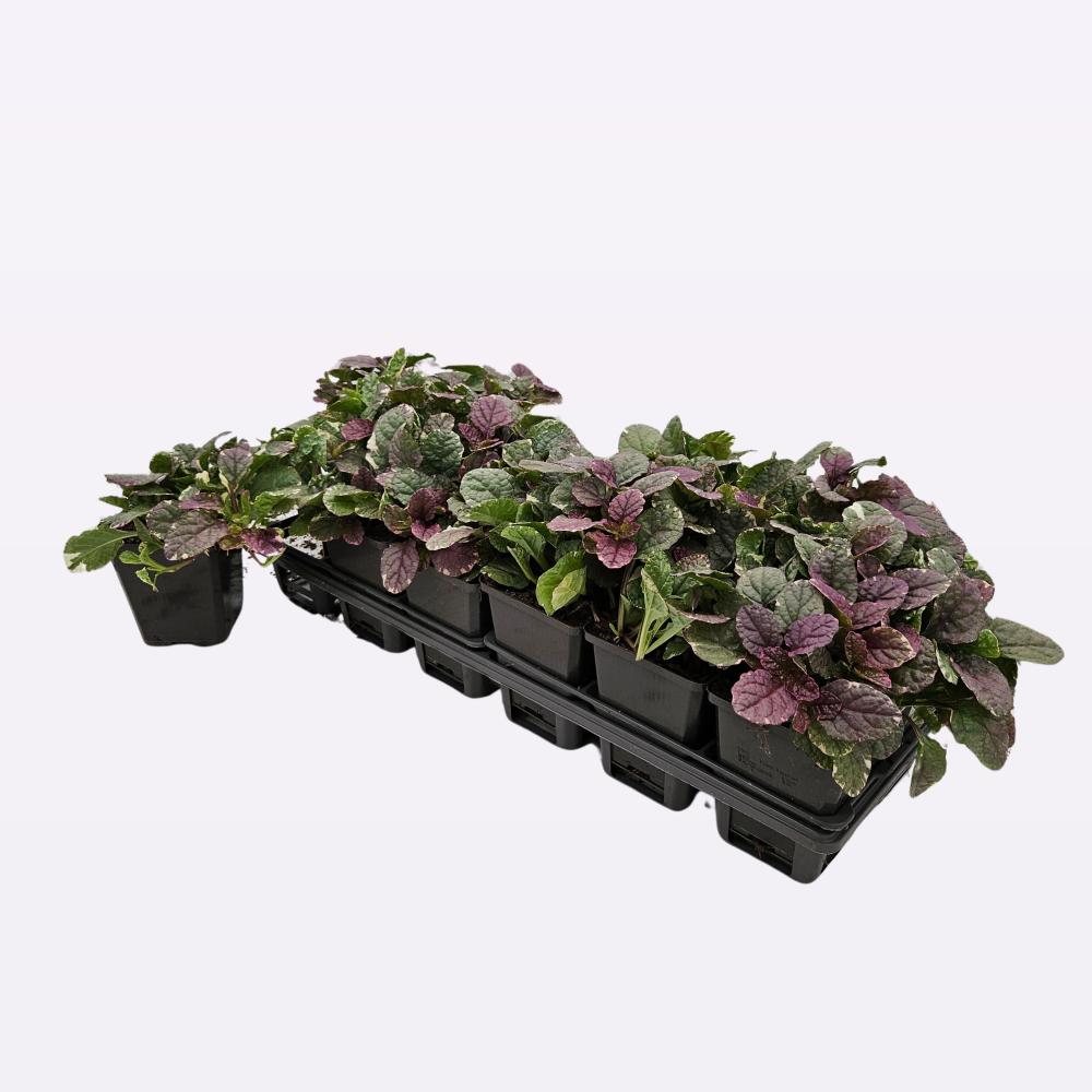 Ajuga