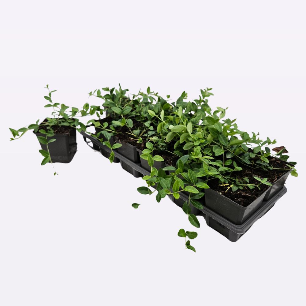 Vinca