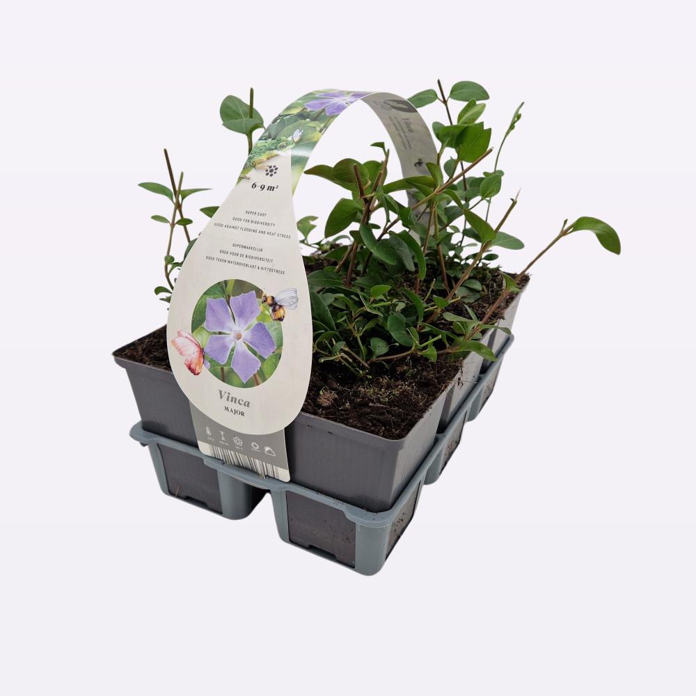 Vinca