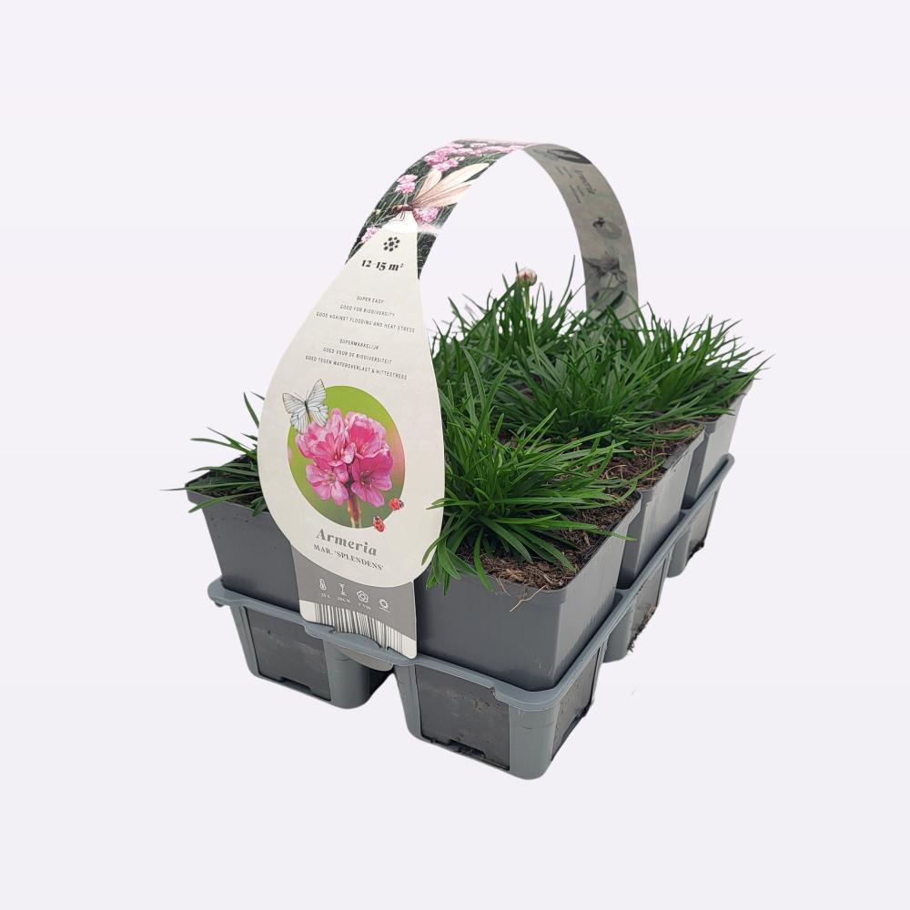 Armeria