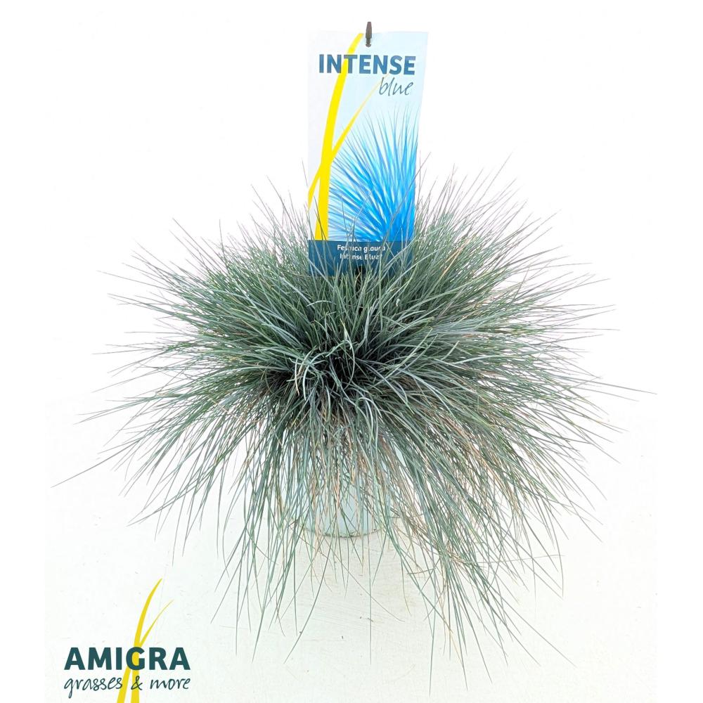 festuca