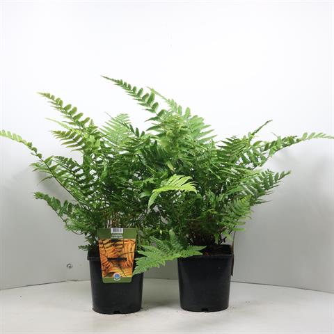dryopteris