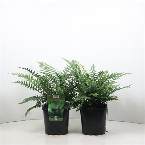 dryopteris