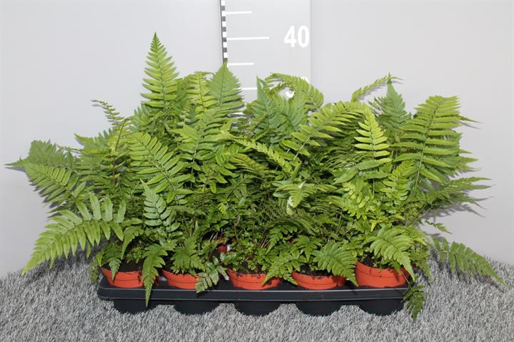 dryopteris