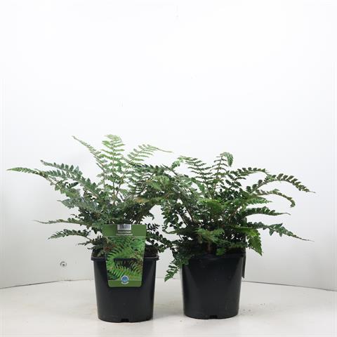polystichum