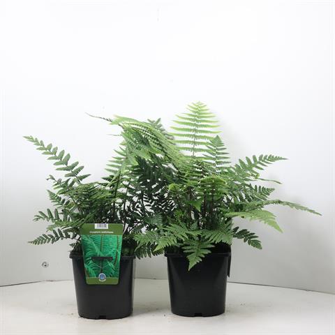 dryopteris