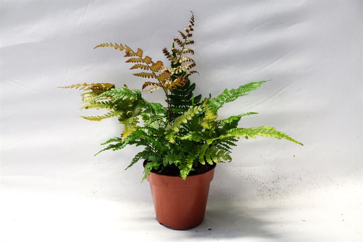 dryopteris