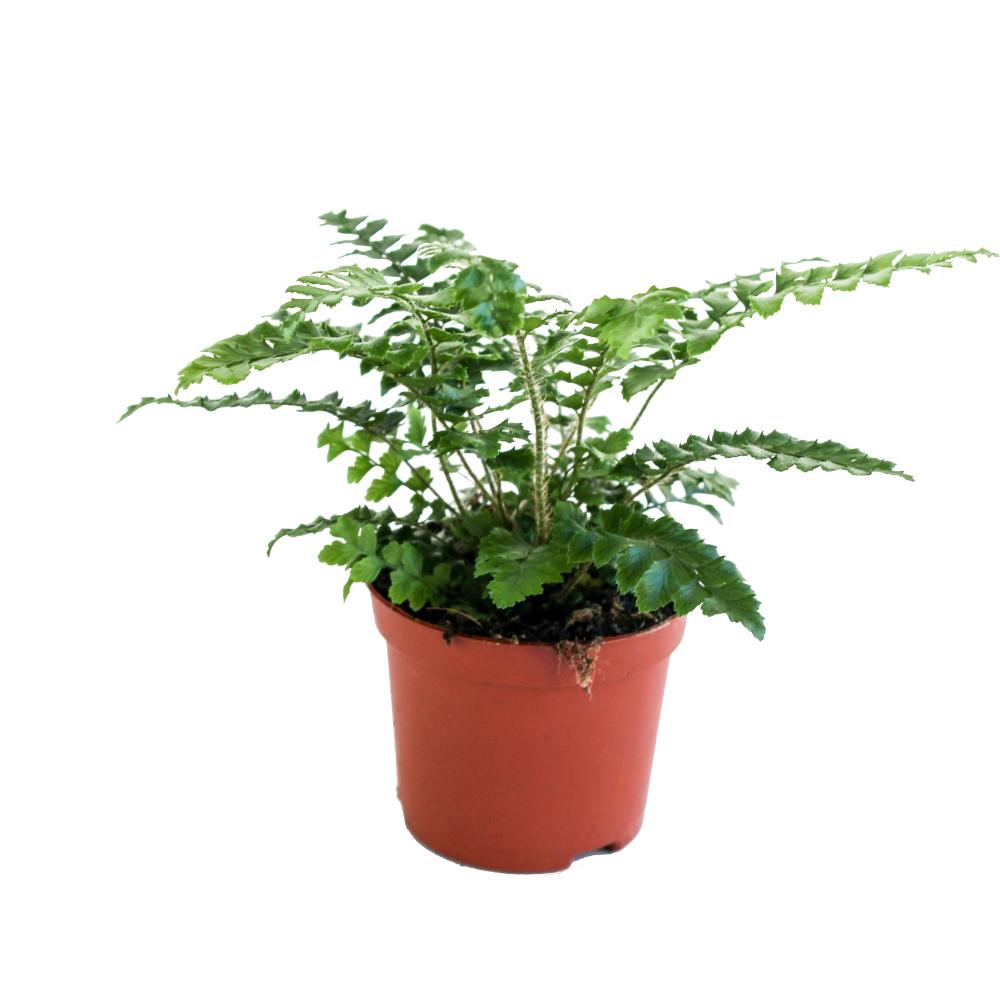polystichum