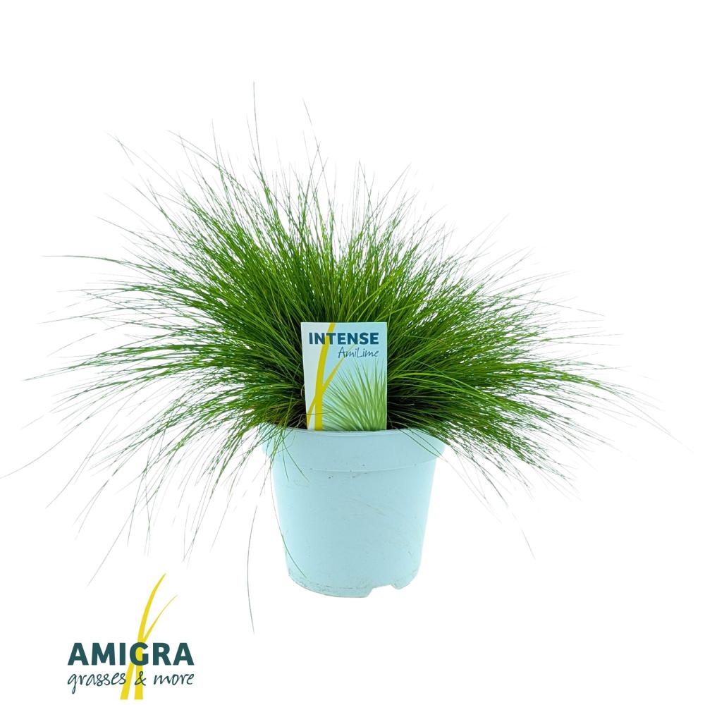 deschampsia