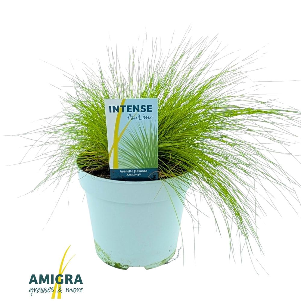 deschampsia