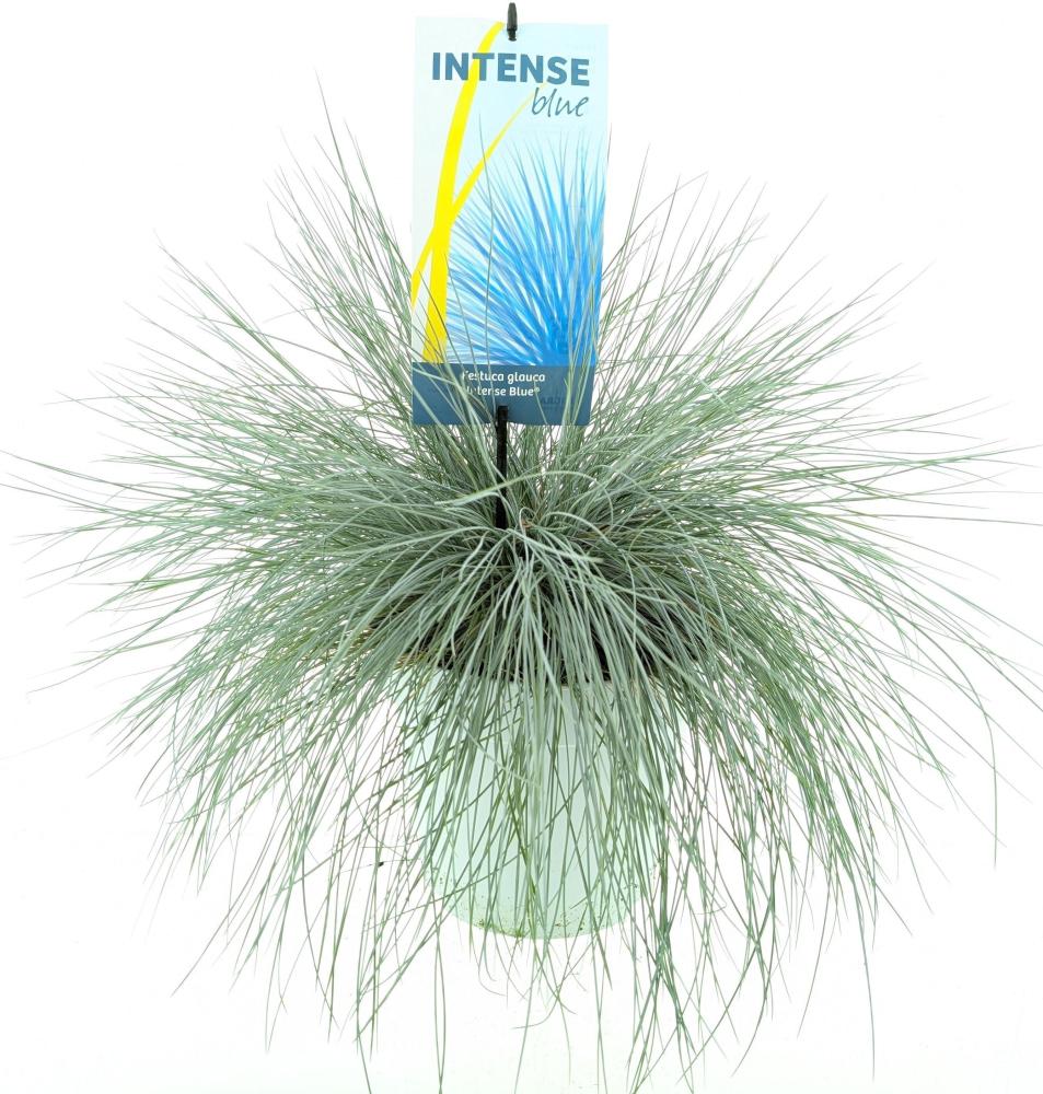 festuca
