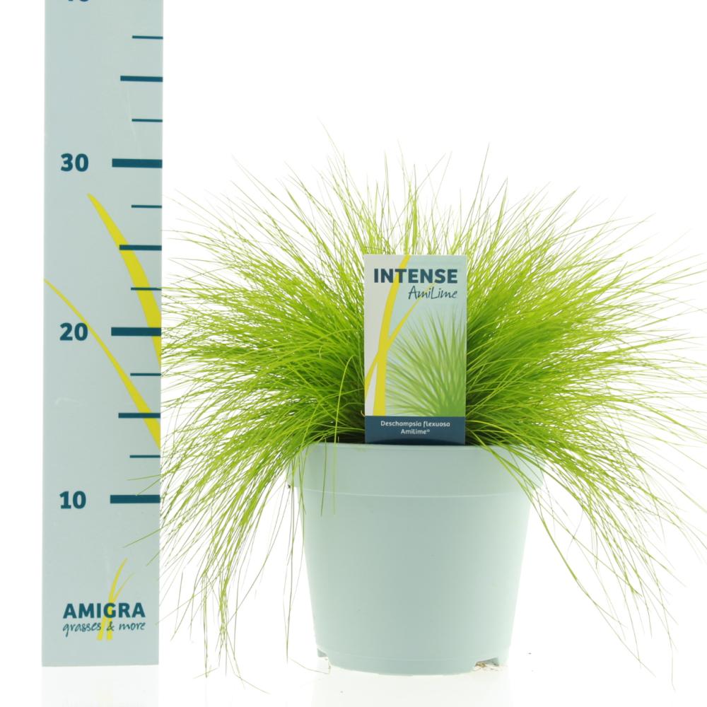 Deschampsia