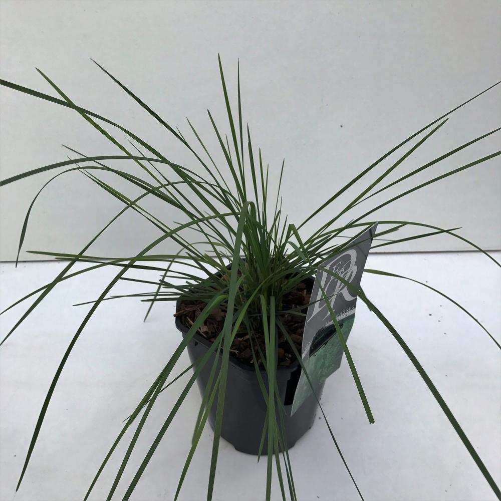 deschampsia