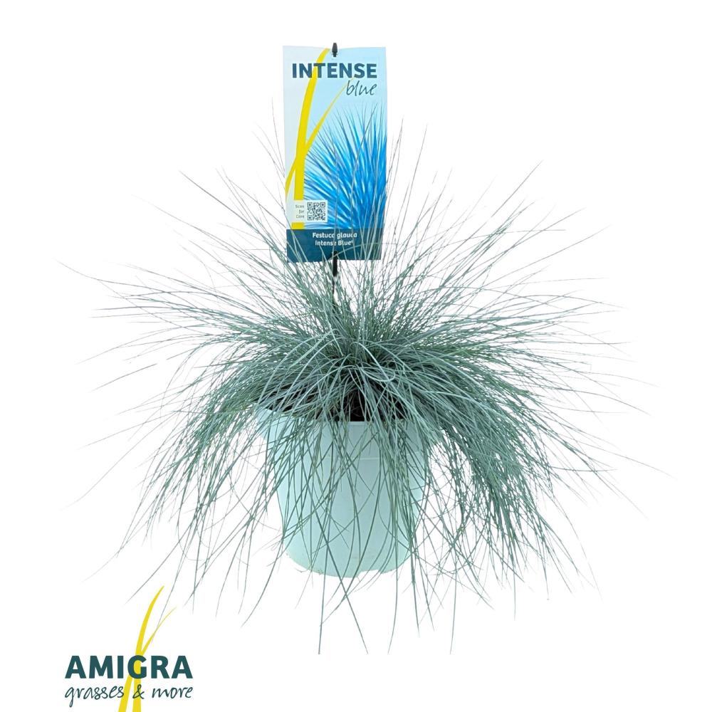 festuca