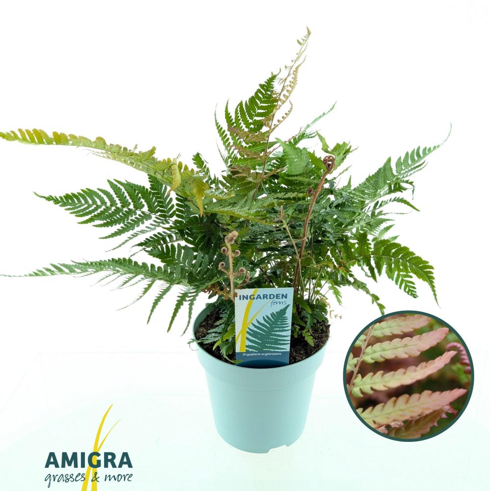 dryopteris