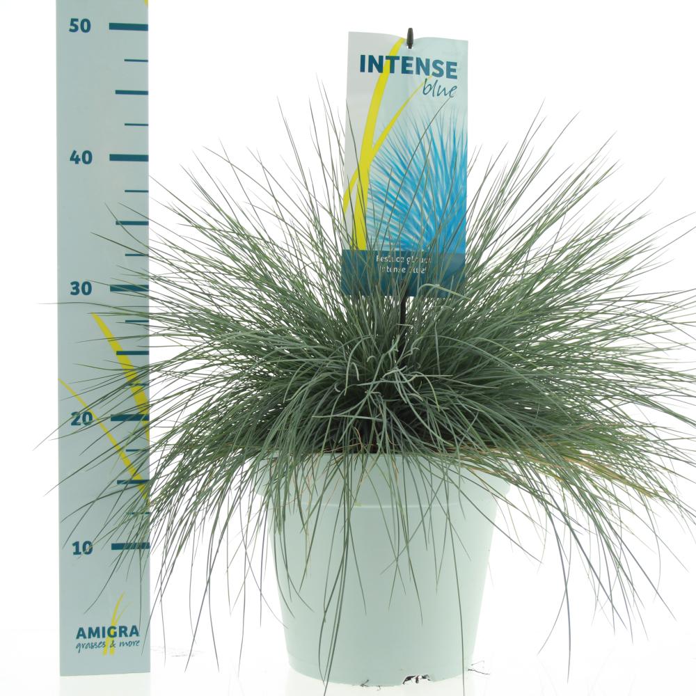 Festuca