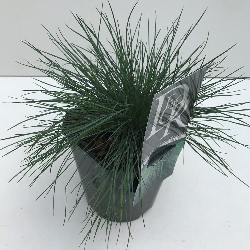Festuca