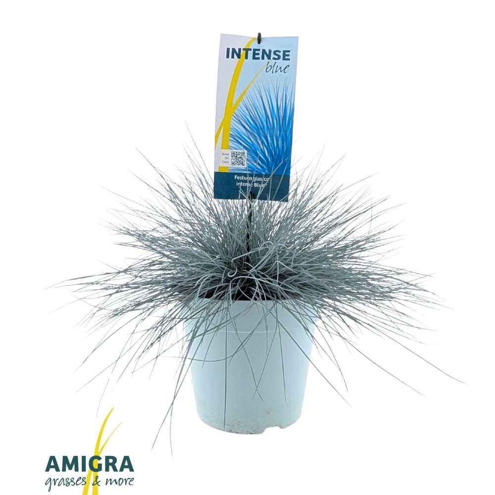 Festuca