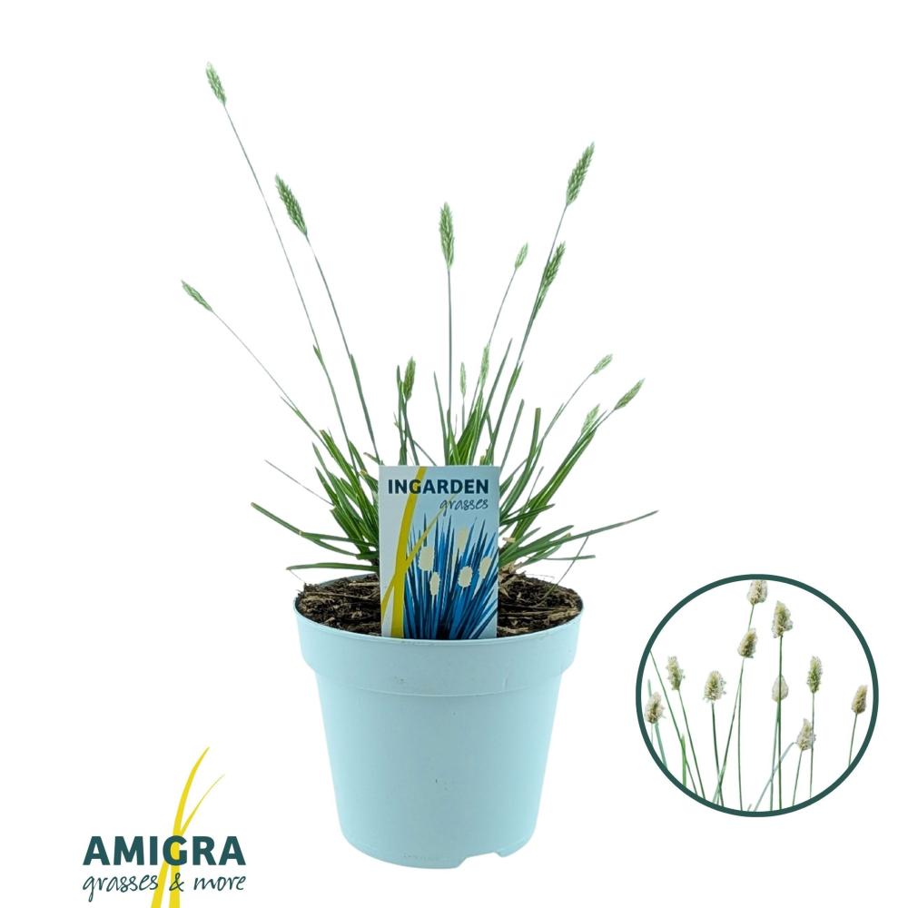 sesleria