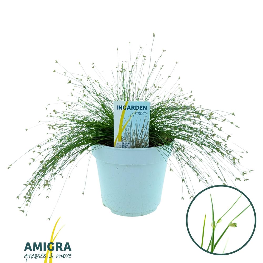 Isolepis