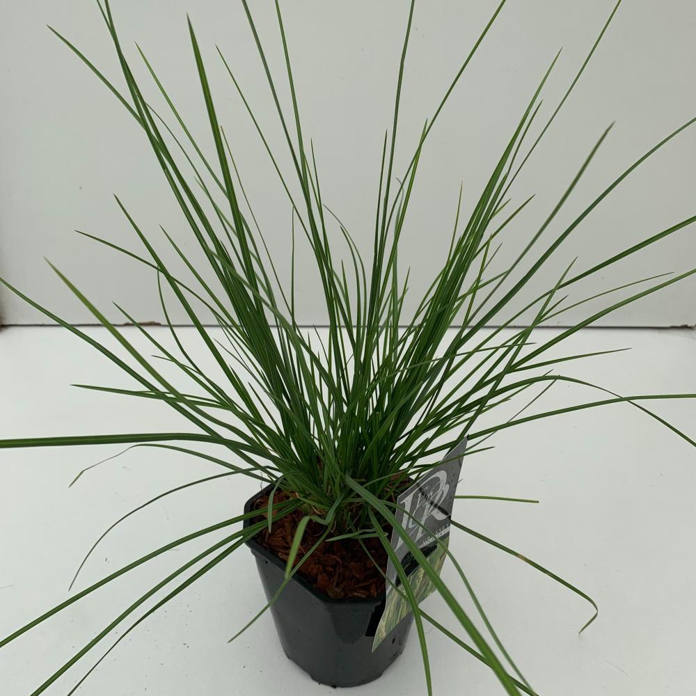 Sesleria