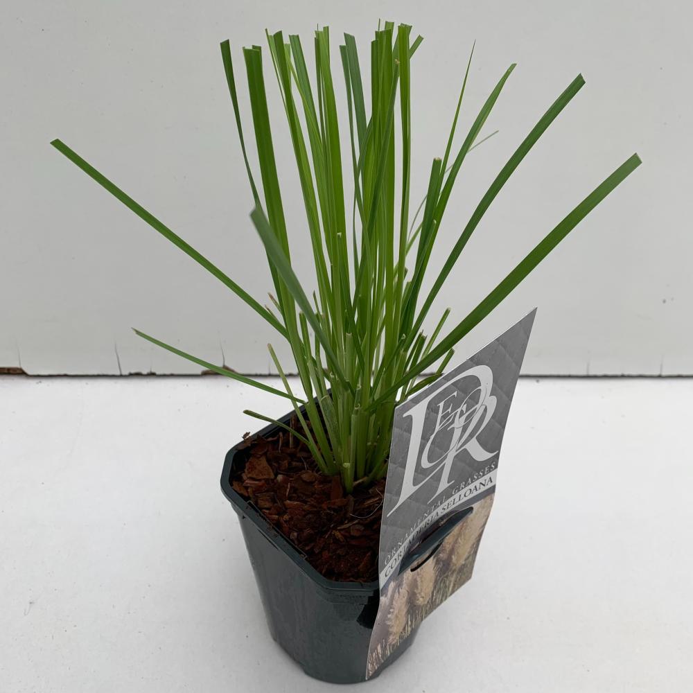 cortaderia